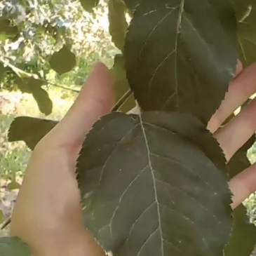 Key Roles of Drones in Apple Orchard Management