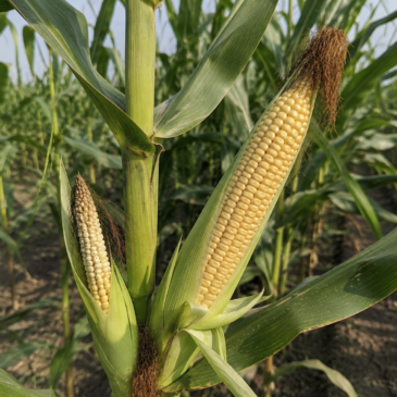 Drought Has Already Hurt the Corn. Can Drones Help Protect What’s Left?