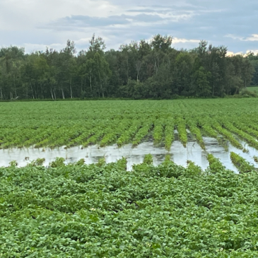 The Rain Has Stopped, but the Sprayer Still Can’t Get In: Can Drones Help Fill the Application Window?