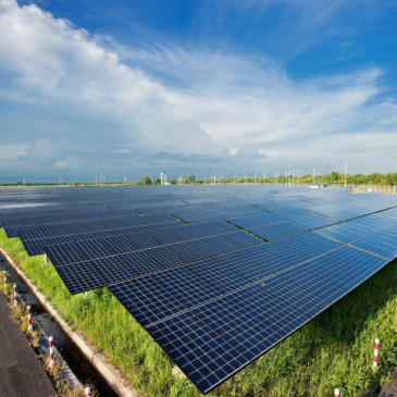 From China’s “Solar Sheep” to Solar Grazing in Ontario