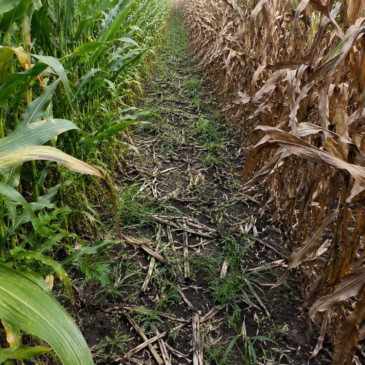 Tar Spot Is Spreading. Can You Spray When It Matters?